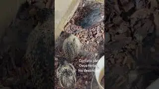 New Chinese Quail Breeds at the Breeding Farm