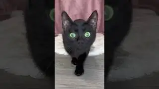 Cat: foot Mission!  #cats #funny