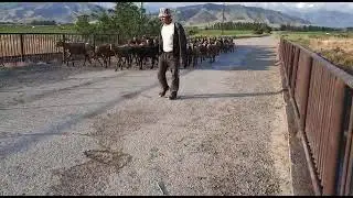 Goats Farming in Bishkek