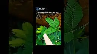 Mimosa Pudica🗿