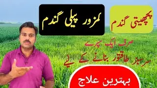 How to boost up the growth of late sown or weak wheat crop | Use of Plant Growth Regulators in wheat