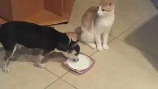 Chihuahua vs Ginger Cat