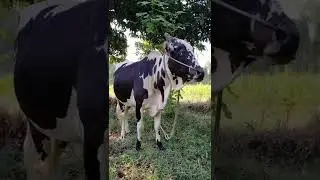 [PointFOOTAGE] Animals - Cattle cow Black-White Holstein pasture farm - FS - 9780396 - Vertical