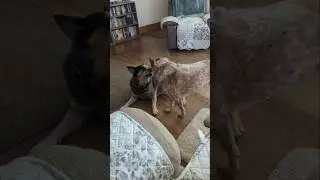 Kissy Cowdogs ❤️ #australiancattledogs #acd #chrisdog #kyliedog #kissing #gooddogs #heelers