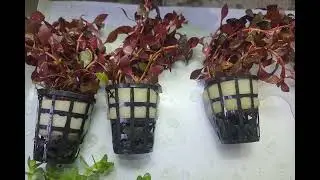 Unboxing Aquatic plants 🪴 🌿 
