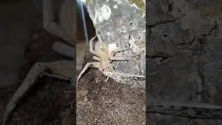 Huge Wandering Spider (Phoneutria fera)