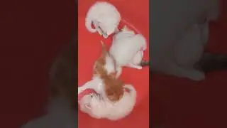 Marmar's Kittens: Non-Stop Playtime Fun! 🐾💖