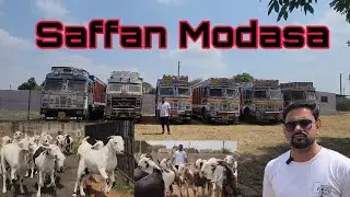 ₹480 Sojat 700 Transportation To Mumbai | National Goat Farm Modasa Gujarat | Sabse Saste Bakre.