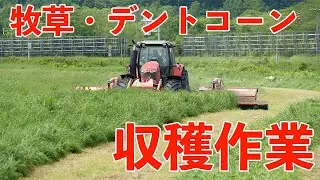 牧草・デントコーン収穫作業　＜#弟子屈町公式ニュース＞
