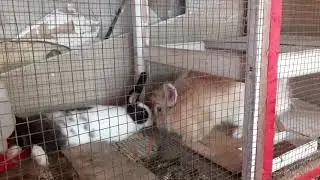Ternak Kelinci