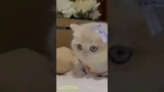 5 HILARIOUS Cat and Dog Moments You Can't Miss  #funny #animals #dog #cute #cat #shortsvideo