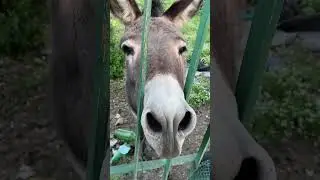 Друг за решеткой!