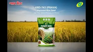KRD-743 (PRAVA) | High Yield Improved Rice Seed | PARAM BEEJ | Best Paddy Variety 2025 | Bangla