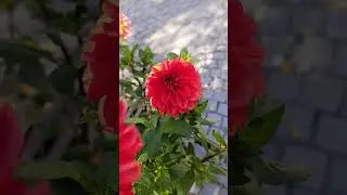 Whispers of Autumn 🍂 | Cinematic Love Letter to Nature&rsquo;s Golden Season 🌅❤️ 2 noiembrie 2025