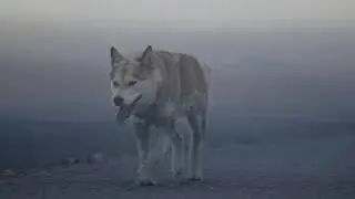 AMEEBA - KORVAAMATON
