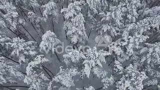Beautiful Relaxing Music Woodland frozen forest