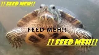 Adding Feeder Fish to the Turtle Tank