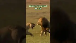 Lioness mother protect her cub from the attack of male lion