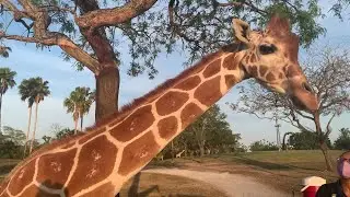 Giraffe Bar now open at Busch Gardens' Serengeti Overlook