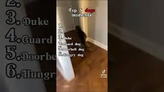 Top 5 dogs moments    #topdogs#doglife#cutedogs#petvideos#shorts