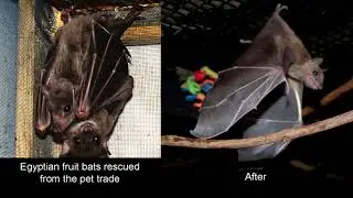 Bat World Sanctuary, Celebrating 25 Years - Then & Now