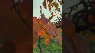 Autumn colors between vineyards 🧡 #relax #calming #meditation #nature #fypシ