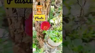 #clean #earth #reuse #recycle #plastic #trendingvideo #viral #trending #environment #plants #bottle