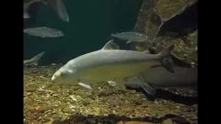 Northern Michigan experts look for solutions to revive whitefish populations