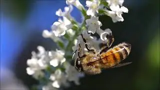 Royal Jelly and Honey as Antioxidant, Healthy Heart, Anti-inflammatory