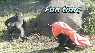 Gorilla brothers had fun time to play cloth / Jabali & Ringo / 兄弟倆玩布玩得很開心
