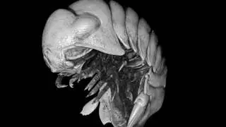 MicroCT scan of an isopod (Crustacean)
