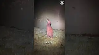 Киви 🥝 Пушистая птичка с усами!