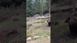 The Brown Bear #shorts #wildlife #animals #nature #bear #travel #adventure #canada #forest
