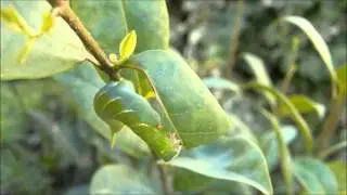 食欲旺盛なイモムシ