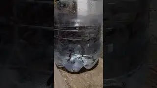 belajar budikgalon lele