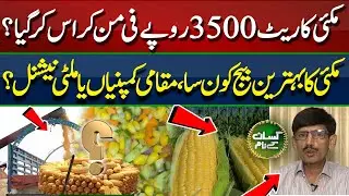 Uses of maize as silage, fresh fodder & grain | High yielding maize seed | Kissan Kay Naam |EP66