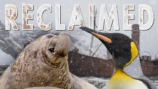 Grytviken, South Georgia: From Whaling Station to Wildlife Haven | South Georgia | Robert E Fuller