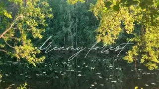 magical forest scenery