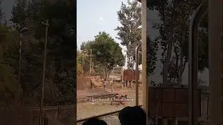 Which Station Is This!!!! #IndianRailways #NorthWesternRailways #railvlogger #trains #shorts