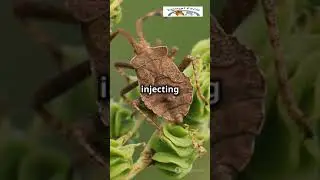Assassin Bug: Nature&rsquo;s Stealthy Killer! #AssassinBugFact #AnimalFact #InsectInvasion #Knowledges