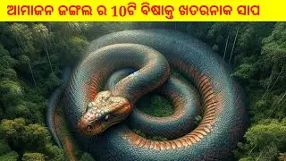 ଆମାଜନ ଜଙ୍ଗଲ ର 10ଟି  ବିଷାକ୍ତ ଖତରନାକ ସାପ |Most Dangerous Snake in Amazon Jungle|