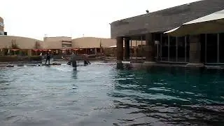 Mini dolphin show at Dolphinaris Arizona