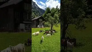 Goat Care Guide | Diet, Vaccines & Interesting Facts&rdquo;#GoatCare #FarmLife #viral #facts #youtube