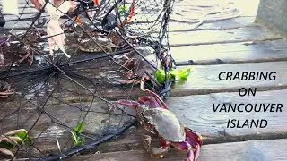 Crabbing in Sooke / Vancouver Island