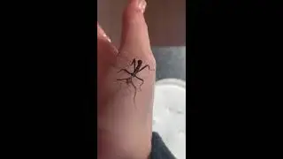 Passion Phasme scorpion