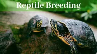 Before You Breed Reptiles Watch This! | Is Breeding Right For You?