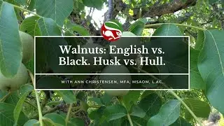 Walnuts: English vs. Black. Husk vs. Hull.