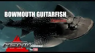 Species | Bowmouth Guitarfish