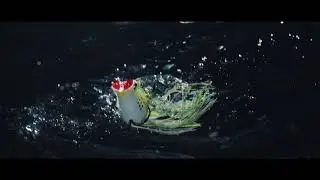 FishLab Rattle Toad Popping Frog Swimming Action