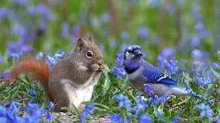 Early Spring Forest Relaxation Ambience🌱| Birds, Squirrels, Chipmunks & Nature Sounds
